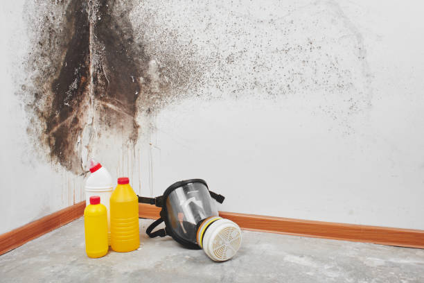 Professional Mold Remediation in Ingleside, TX