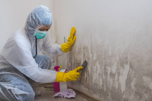Best Insurance-Related Mold Remediation in Ingleside, TX