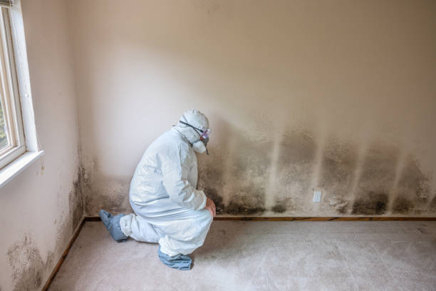 Best Mold Testing and Inspection Services in Ingleside, TX