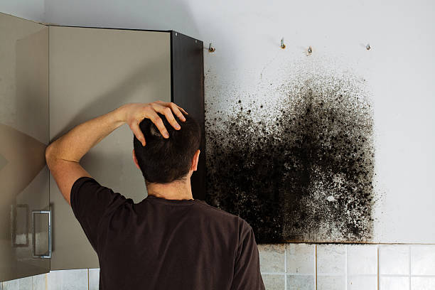 Best Black Mold Remediation in Ingleside, TX